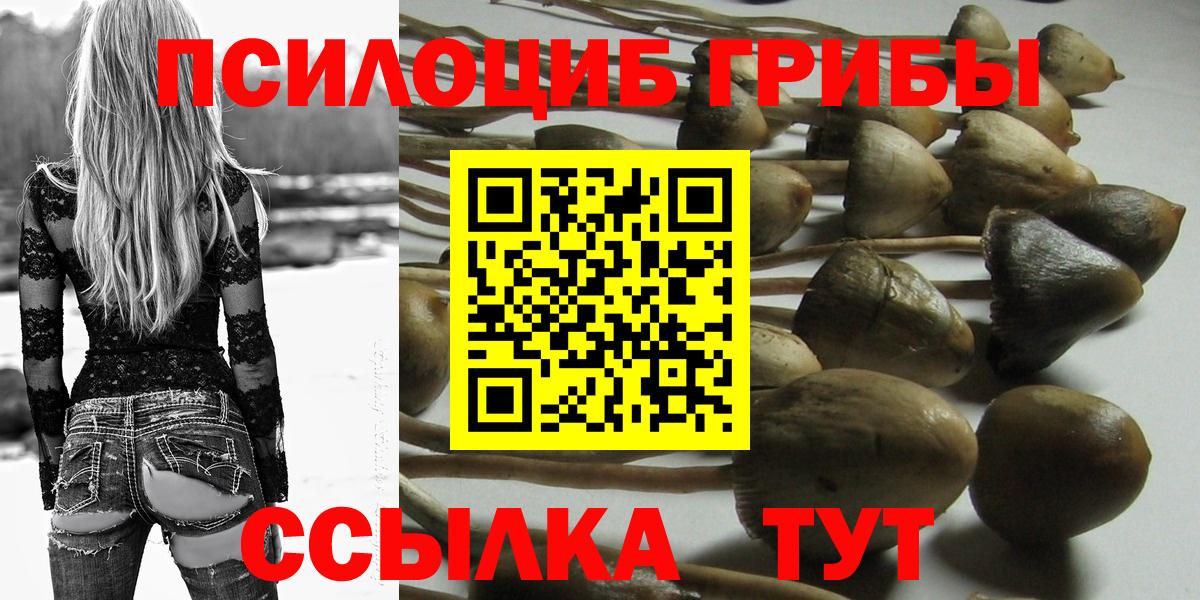 Псилоцибиновые грибы Psilocybe Кунгур